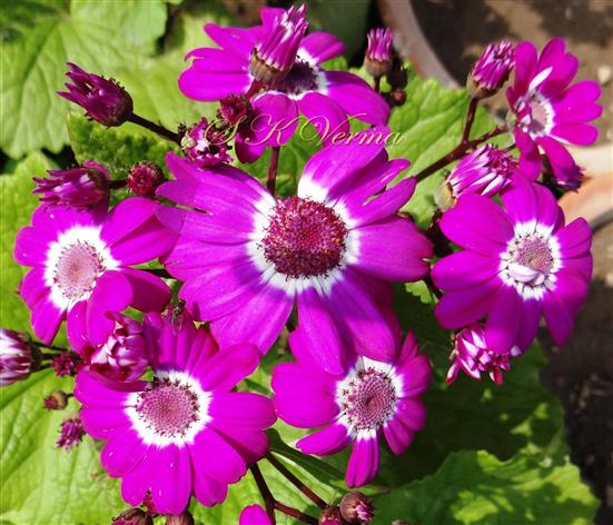  Capitula
